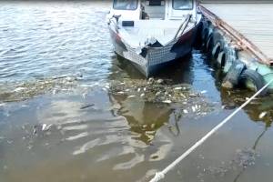 По рекам Астраханской области плывёт мёртвая рыба