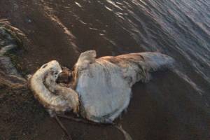Астраханцев напугала мертвая рыба на пляже.ФОТО
