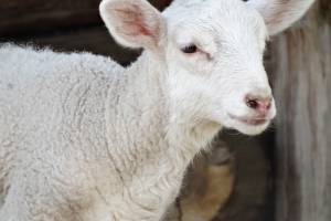 Астраханцы тысячами продают овец в Грузию