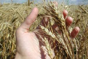 Черноярские фермеры впервые за последние десять лет вырастили богатый урожай пшеницы