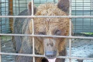 В Астрахани волка, лису и медведя, оставленных в парке &#171;Аркадия&#187;, хозяева заберут в течение недели