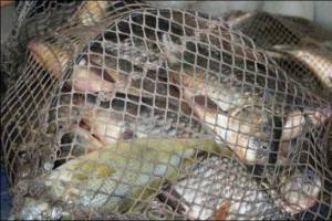 В Астраханской области изъяли около 1000 метров рыболовных сетей