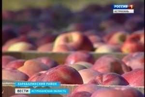 Астраханские яблоки в промышленных масштабах.