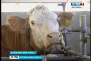 Астраханские животноводы боролись за право быть лучшим