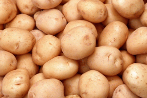 В Астраханской области выбрали лучшего сборщика картофеля