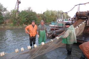 Доля астраханской рыбы в общероссийском вылове составляет 0,6%