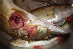 В рыбе, выловленной в Астрахани, могут содержаться гельминты