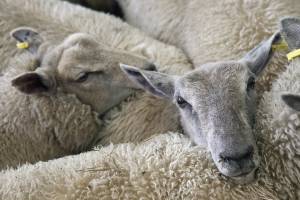 Астраханские пограничники не пропустили овечью шерсть