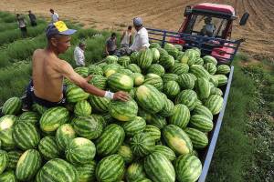 Астраханские фермеры превзошли прошлогодние показатели по овощей и бахчевым