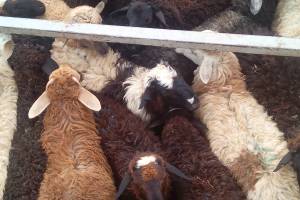 60 овец без сопроводительных документов вернули в Калмыкию
