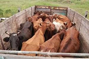 Задержан крупный рогатый скот, который хотели перевезти из Астрахани в Северную Осетию