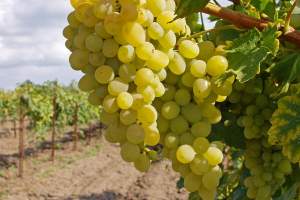 В Астрахани возрождают знаменитые виноградники
