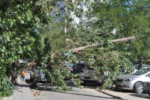 На улице Куликова упало дерево