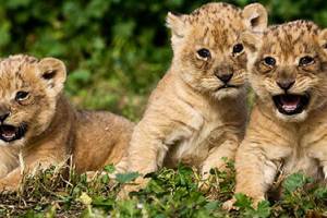 Астраханцам предлагают придумать имена новорожденным львятам