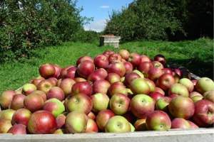 В регионе начался промышленный сбор яблок краснодарской и астраханской селекции