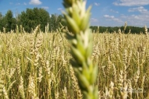 Медведев: экспортные пошлины на пшеницу отменены на два года