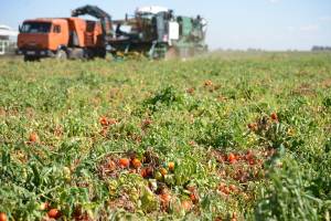В Астраханской области открыт крупнейший в России завод томатной пасты