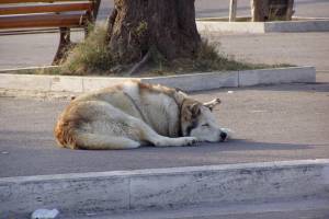 В Астрахани два огромных пса изуродовали автомобиль
