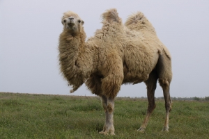 В Пензенский зоопарк доставлен двугорбый верблюд из Астрахани