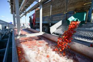 В Астраханской области заработал крупнейший на Юге России завод томатной пасты