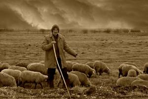 Малоимущим астраханцам раздадут овец