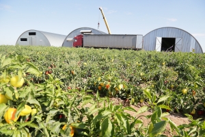 В Астраханской области четверть урожая картофеля и лука будет отправлена в овощехранилища
