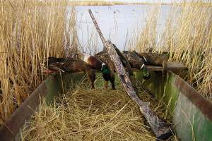 Завтра в Астраханской области открывается сезон охоты на водоплавающую дичь
