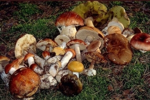 В Астраханской области растёт число случаев отравления грибами