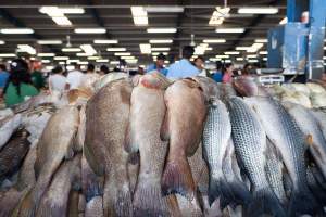 Стоимость рыбной продукции на астраханских рынках заоблачная
