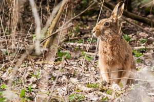 В Астраханской области открывается охота на зайцев