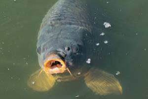 Рыба может впасть в коматозное состояние в Астраханской области