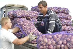 Когда выгоднее покупать картофель и лук на астраханских рынках?