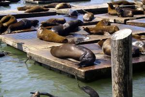 Более 300 мертвых тюленей обнаружили на побережье Каспийского моря