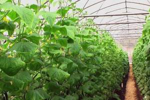 В Астраханской области выращивать огурцы будут круглый год
