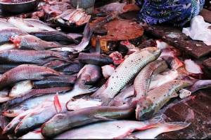 Где в Астрахани можно купить самую дешевую рыбу. Несколько хитростей