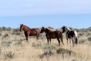 Недалеко от горы Богдо в Астраханской области украли 50 лошадей
