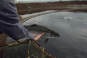 Норвежский лосось могут выращивать в Астрахани