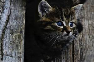 Астраханец убил котенка на глазах у детей