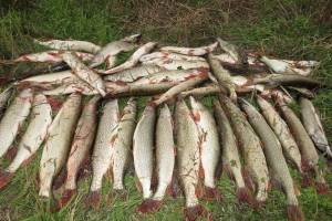 В Астраханской области норма вылова рыбы определена, но пока не принята