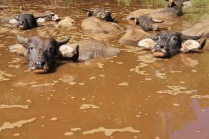 Астраханские буйволы умеют защищаться от волков и плавать, как крокодилы