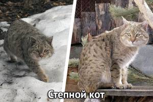 Дикие кошки стали чаще попадаться на глаза в Астраханской области