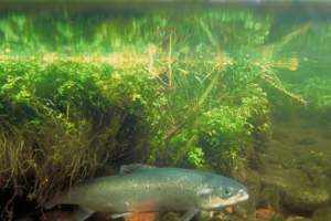 Астраханские рыбоводы восполняют численность белорыбицы в естественных водоёмах