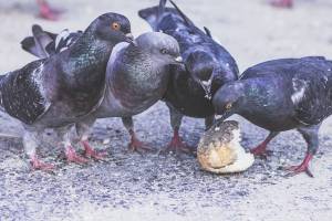 Семь голубей «улетели» из Астрахани обратно в Казахстан