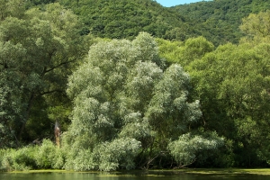 Астраханцы считают иву белую «зелёным символом» губернии