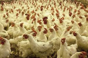 В Астрахани изымают продукцию птицефабрики, на которой обнаружен птичий грипп