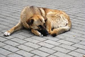 В Астрахани парень сбросил с 10 этажа собаку, которая «мешала ему своим лаем»