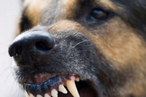 В Астраханской области расследуется дело об убийстве собаки