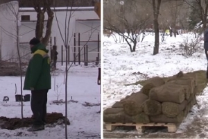 История с волгоградскими рабочими, сажавшими деревья в мороз, получила продолжение