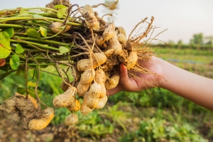 В Астраханской области собираются выращивать арахис и производить пектин