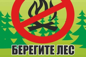 АГУ заплатит триста тысяч рублей за нарушение лесного законодательства